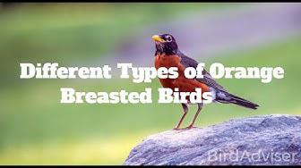 'Video thumbnail for Different Types of Orange Breasted Birds'