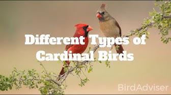 'Video thumbnail for Different Types of Cardinal Birds'