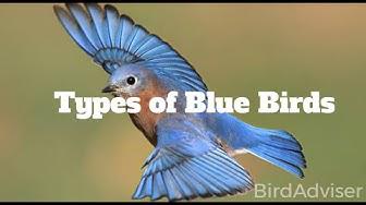 'Video thumbnail for Types of Blue Birds'