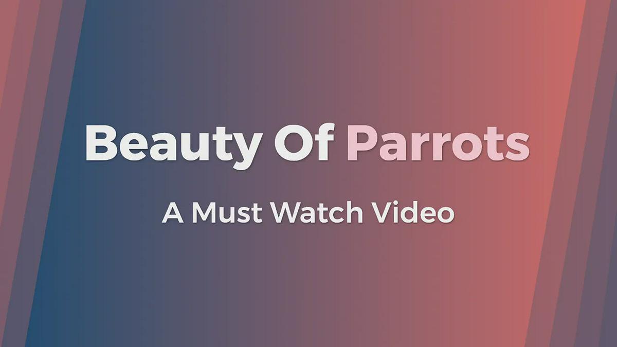 'Video thumbnail for All About Parrots '