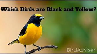 'Video thumbnail for Which Birds are Black and Yellow'