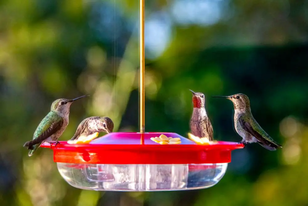 cleaing hummingbird feeder