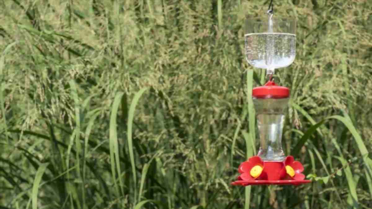hummingbird feeder with ant moat