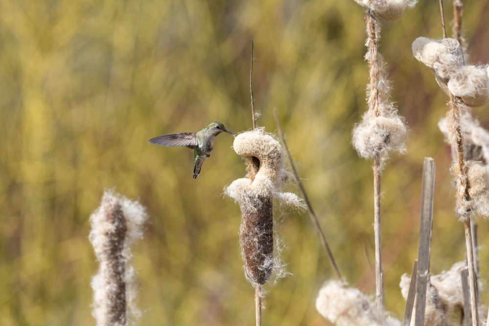 hummingbirds in winter