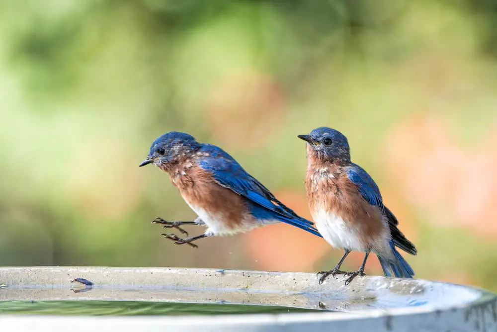 A pair of bluebirds bathing
