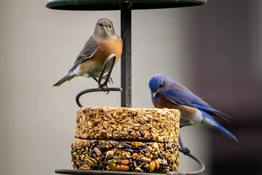 Bluebirds on feeder