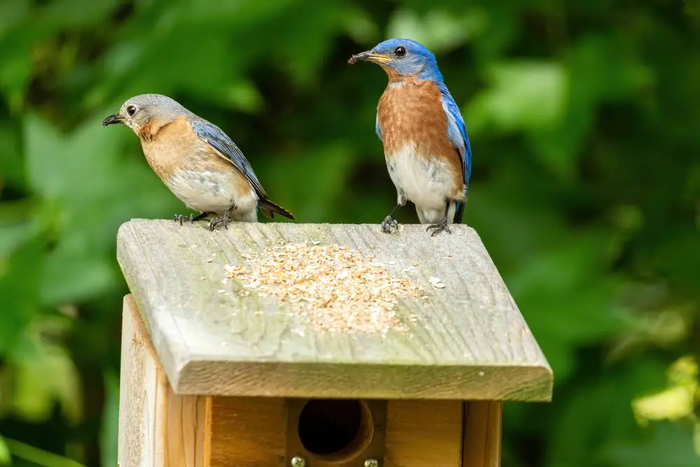 Pair of bluebirds during mating season