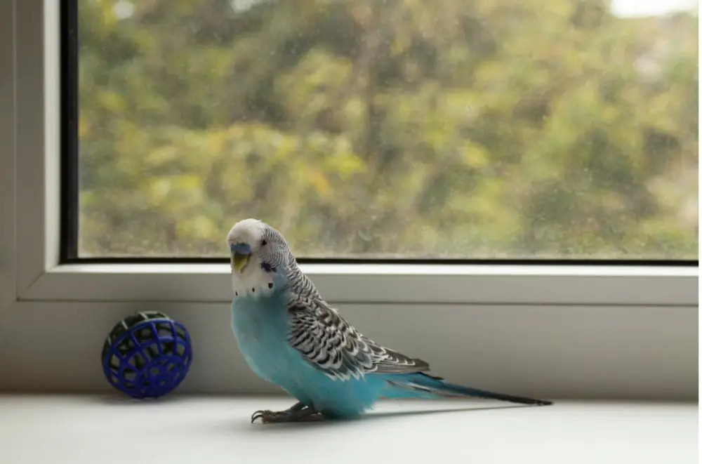 blue bird and windows