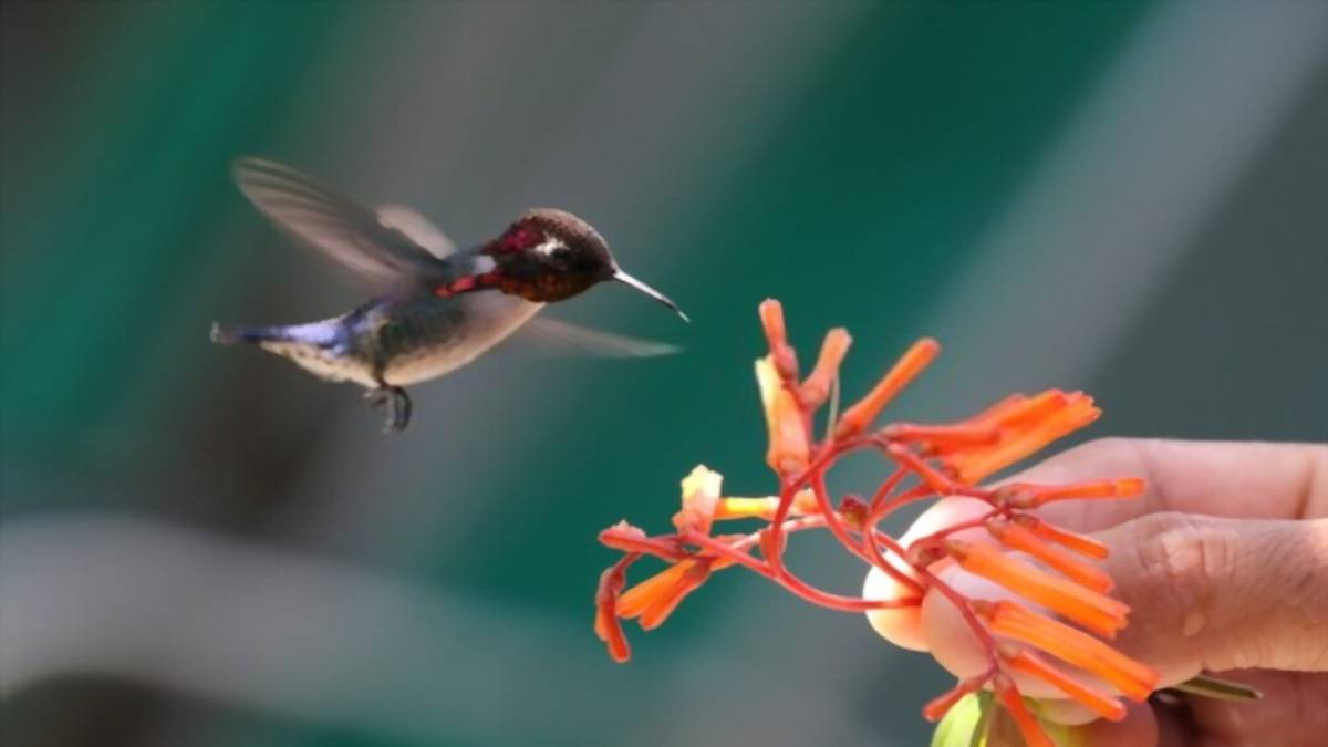 hummingbird going for flower nectar