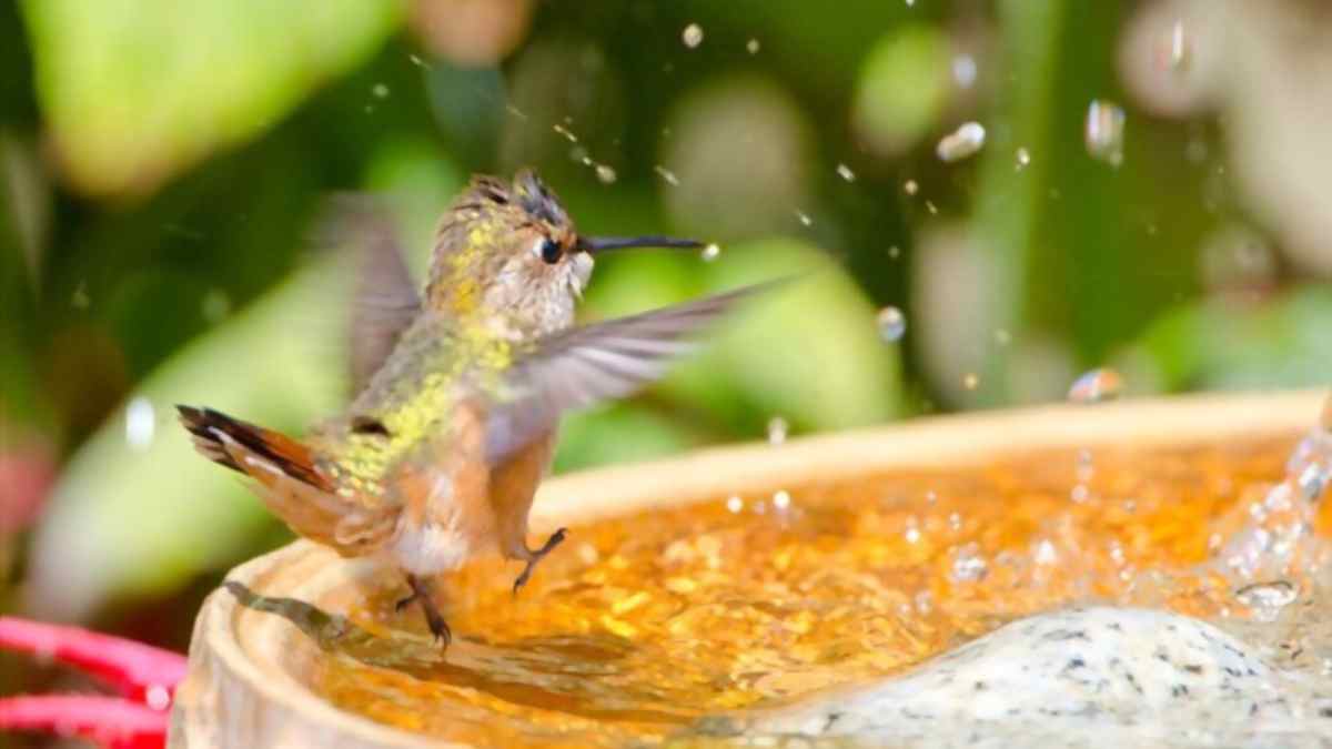 how to make hummingbird bath