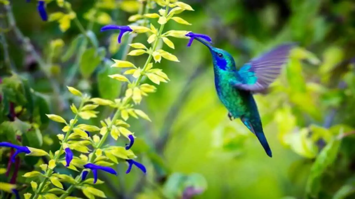 How much do hummingbird weigh
