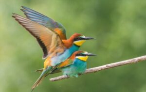 how do birds compete for mates