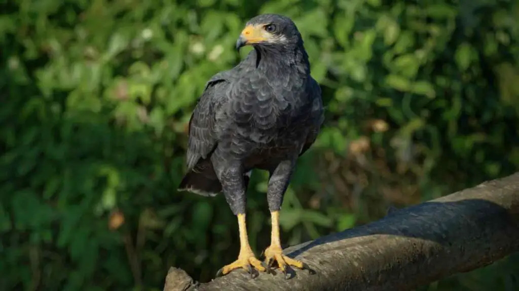 black hawk sitting on a branch