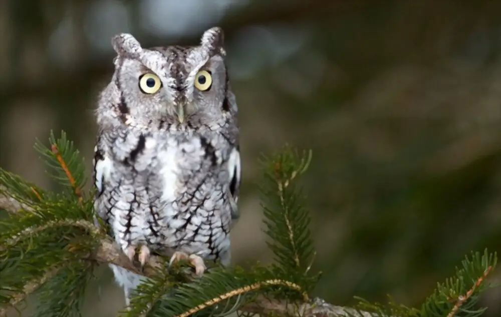 Screech owl sitting on a tree branch