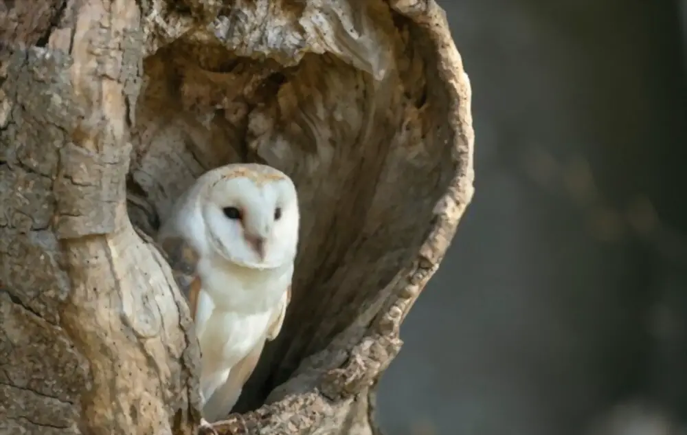 Bran owl inside tree