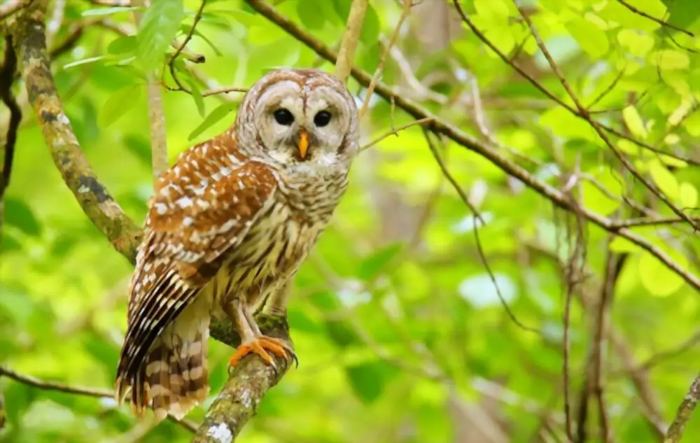 barred owl on a branch