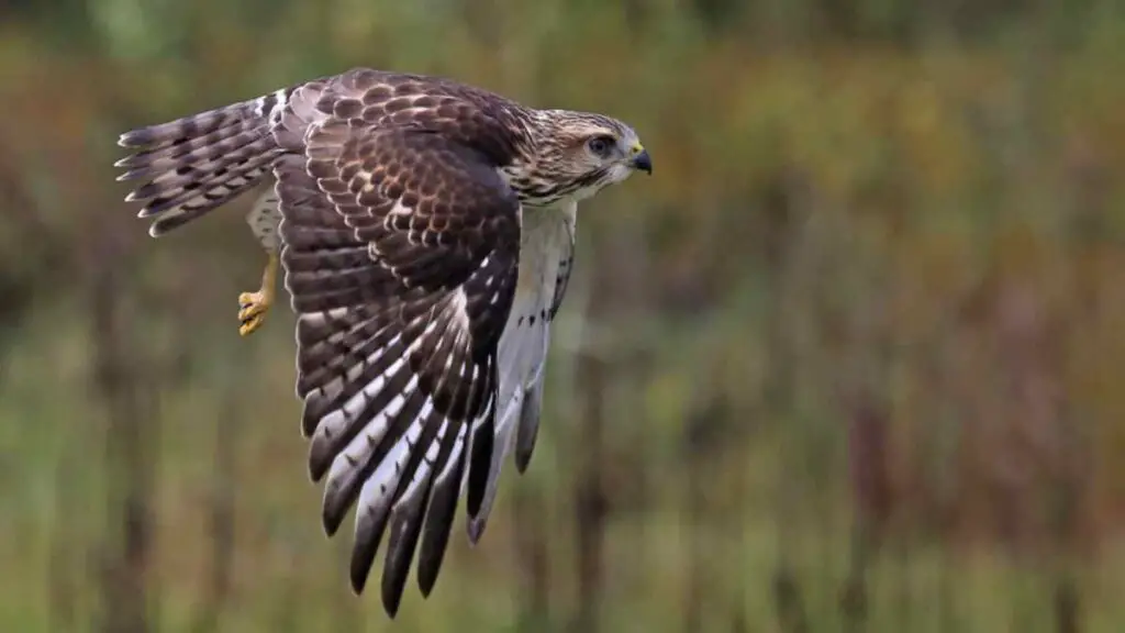 broad winged hawk flying