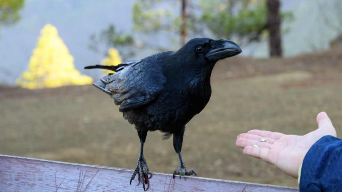 man feeding raven