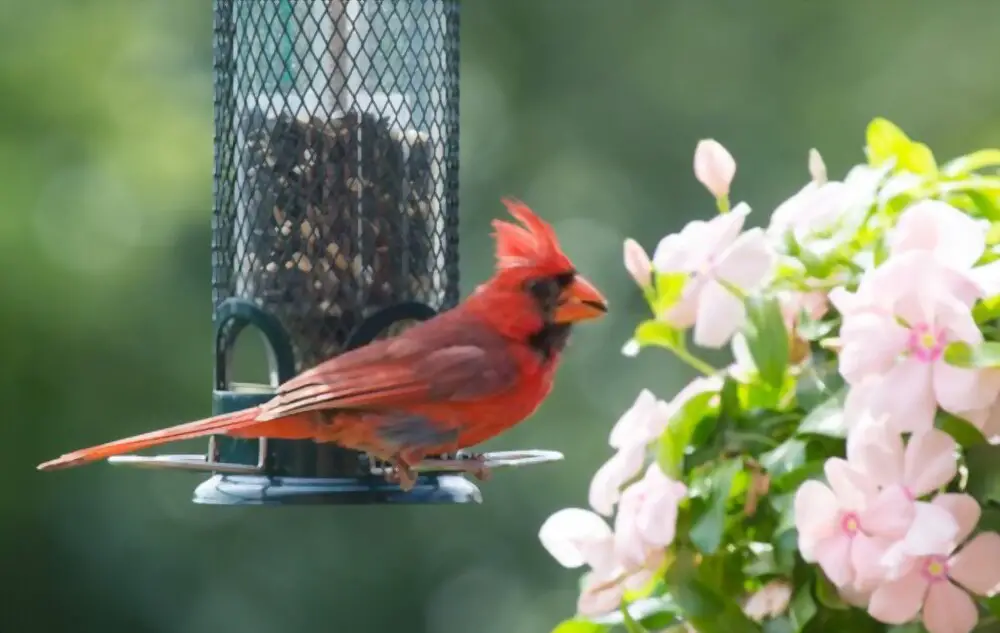 cardinal on feeder