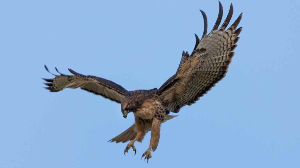 Hawk diving to catch prey