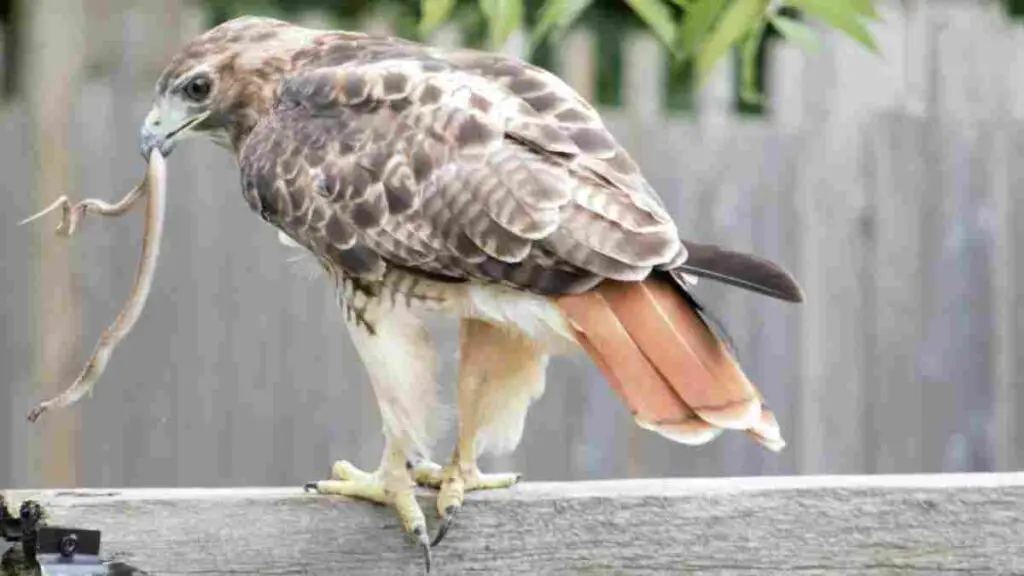 hawk eating snake