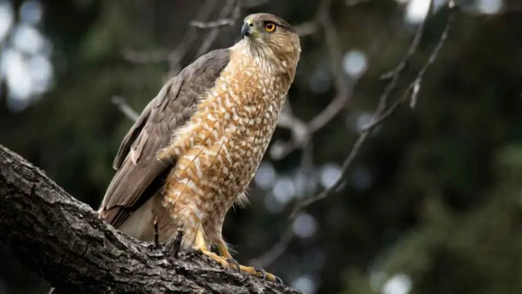 coopers hawk on a tree branch