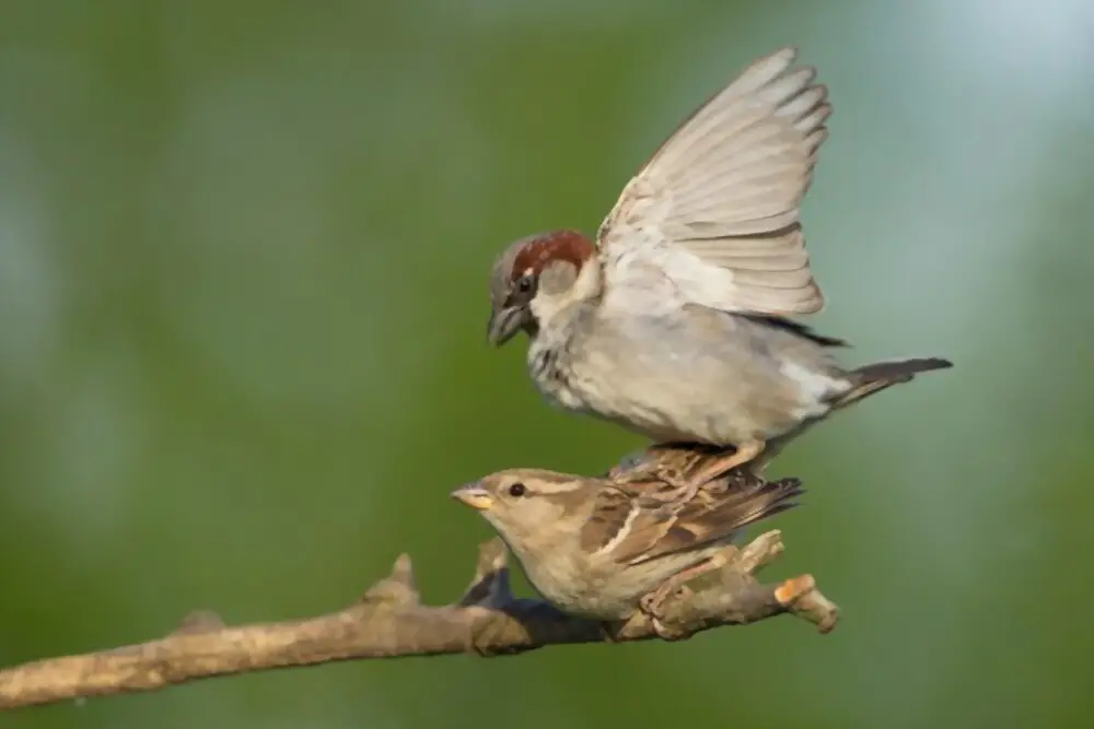 mating sparrows