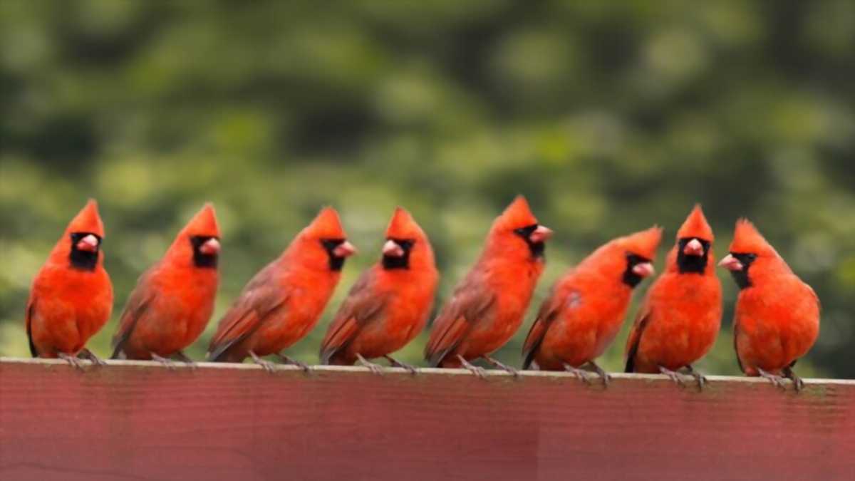 cardinals sitting on fence