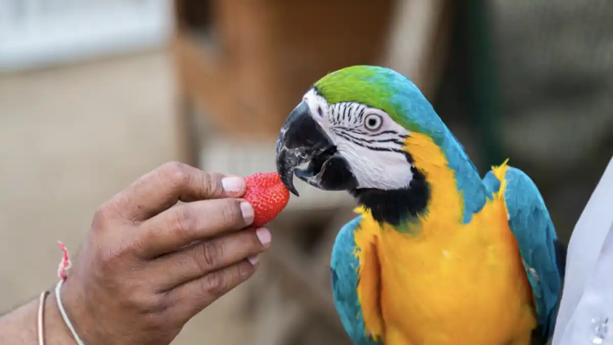 parakeet eating strawberries