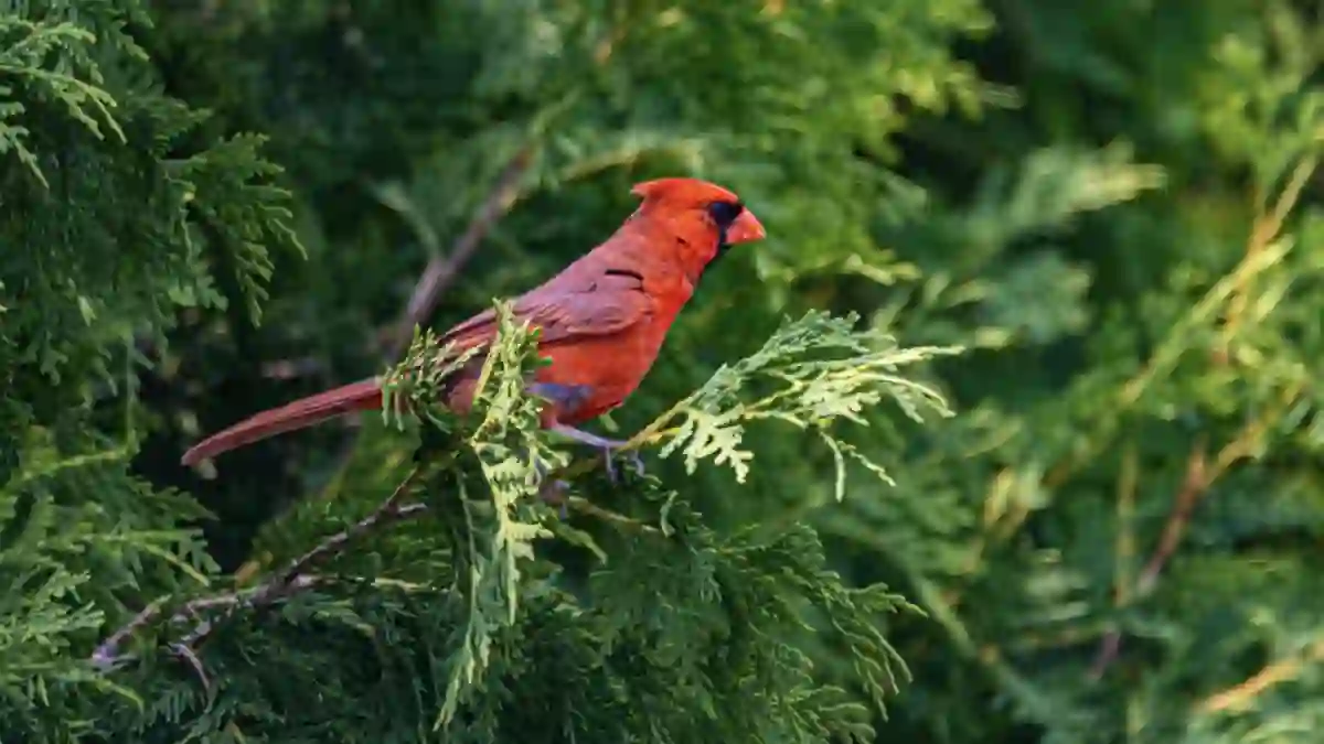 Cardinal sitting on a tree