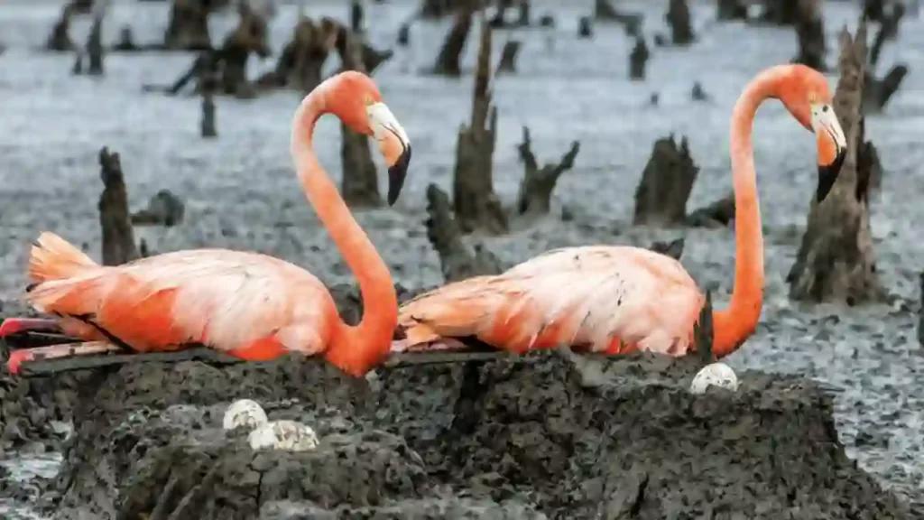 American Flamingos Make Mud Nests