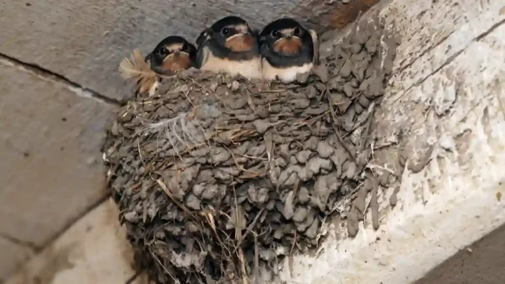 swallows in their mud nest