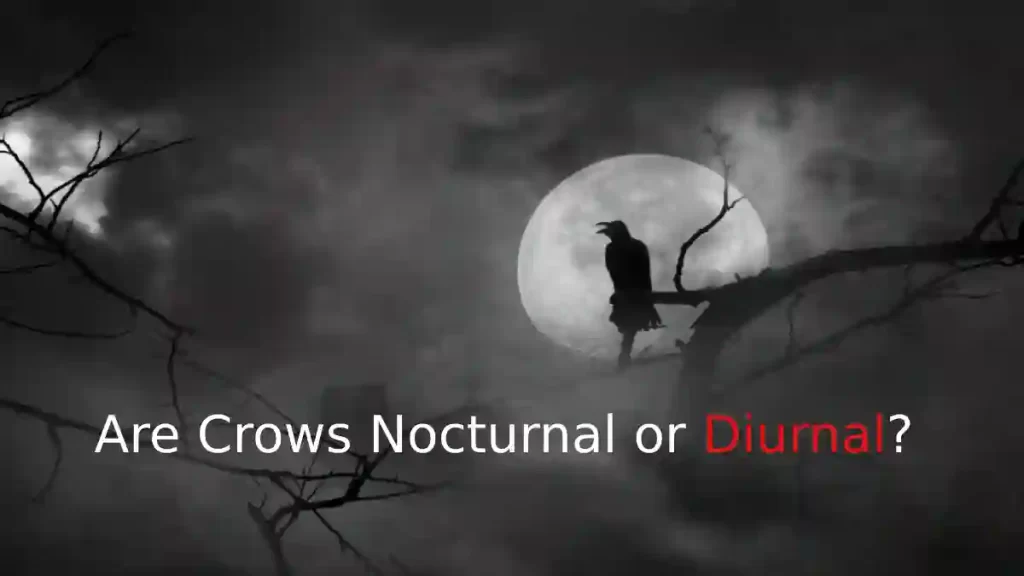 are-crows-nocturnal-or-diurnal-bestbirdguide