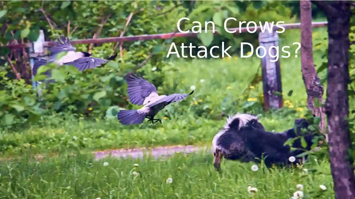 do crows attack dogs