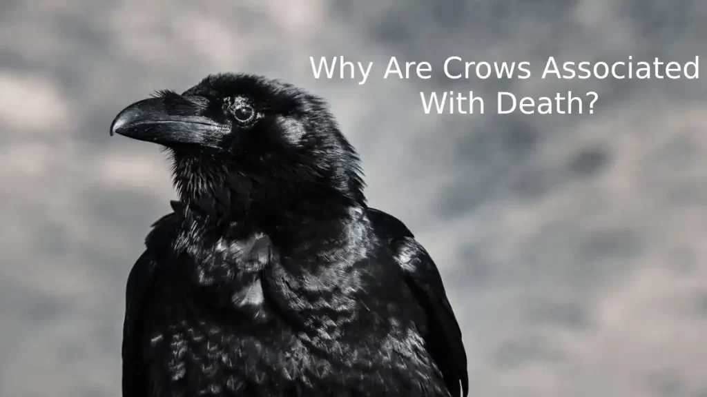 can-crows-sense-death-myth-or-reality-birds-indeed