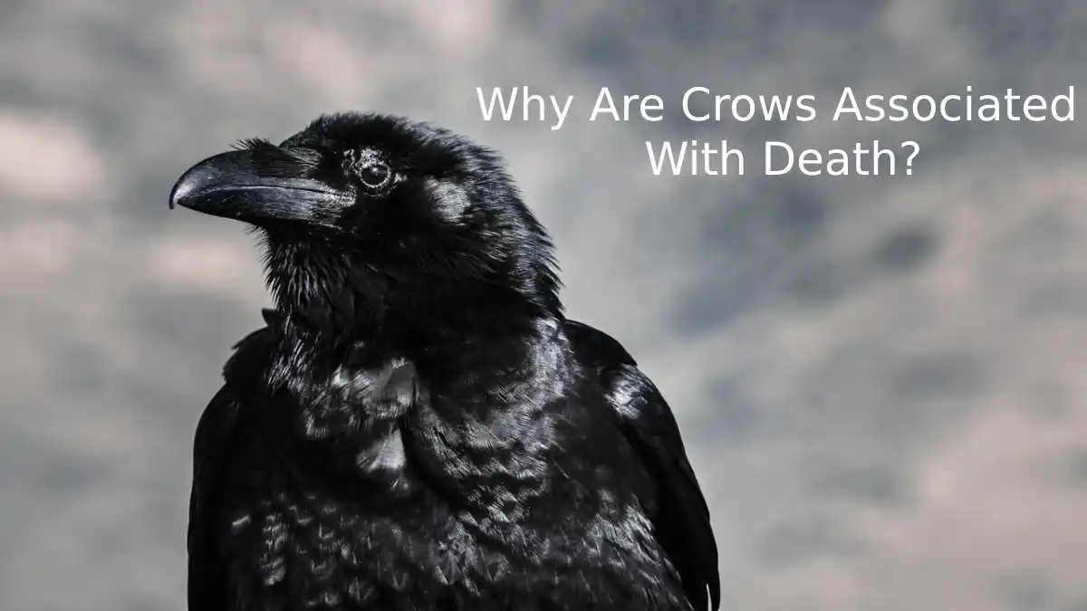 why crows are associated with death