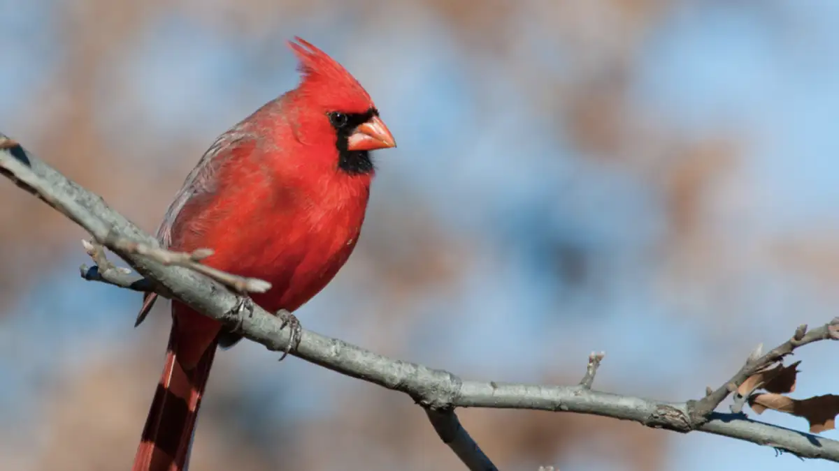 cardinals sleeping habits
