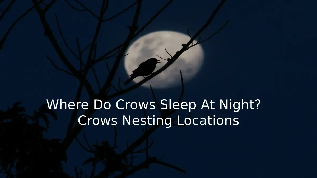 crows nesting locations