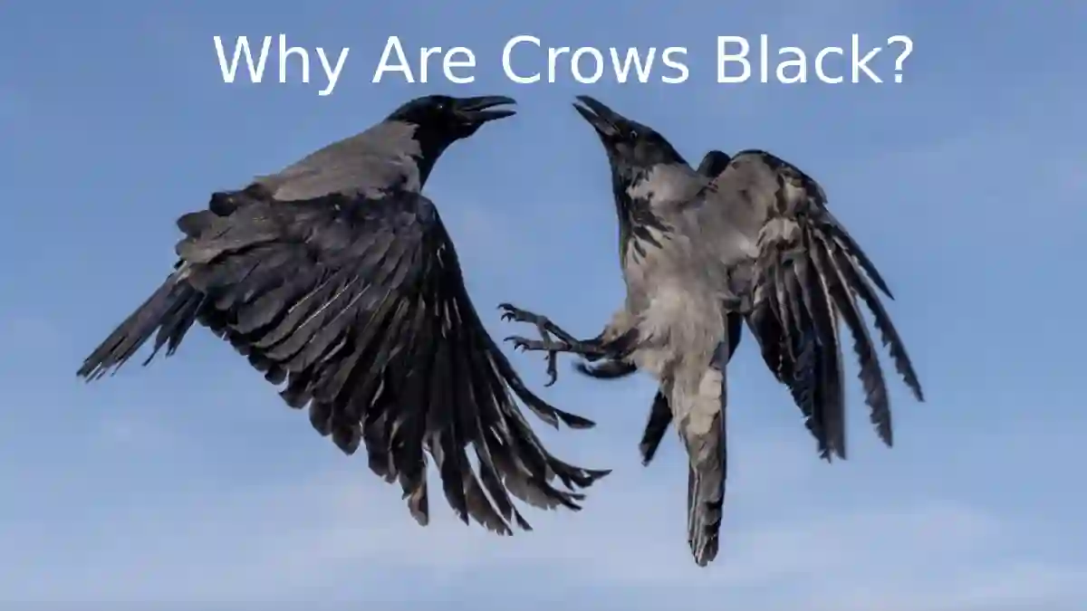 reasons for crows being black