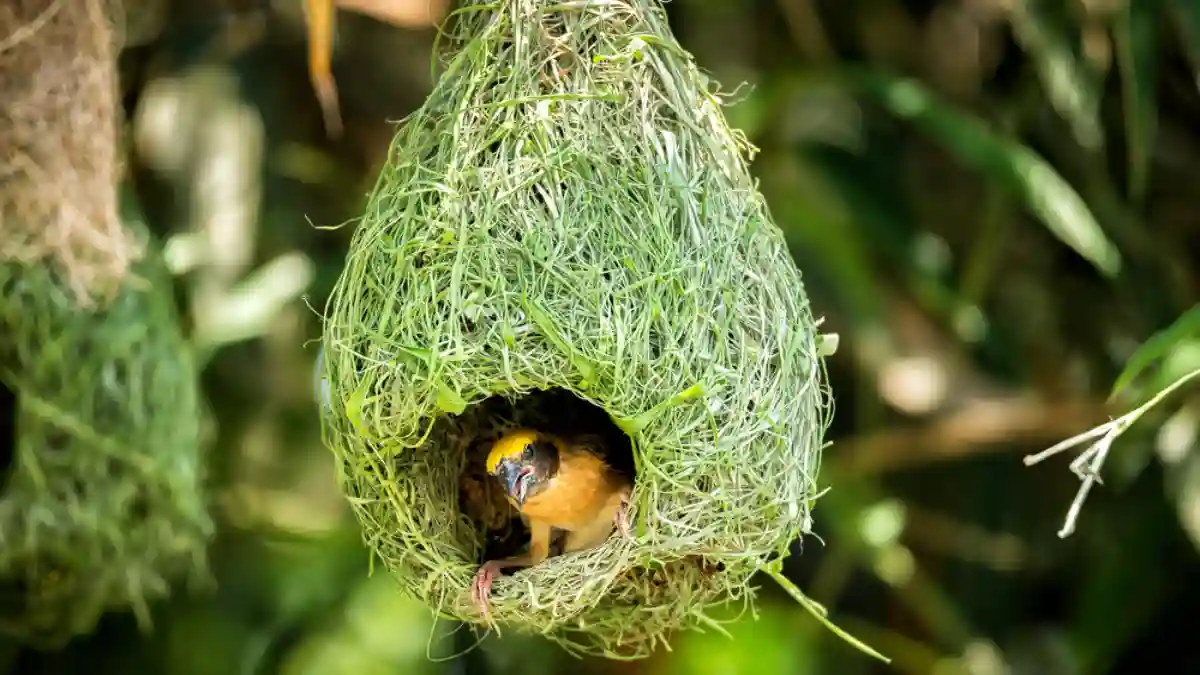 Baya Weaver hanging nest
