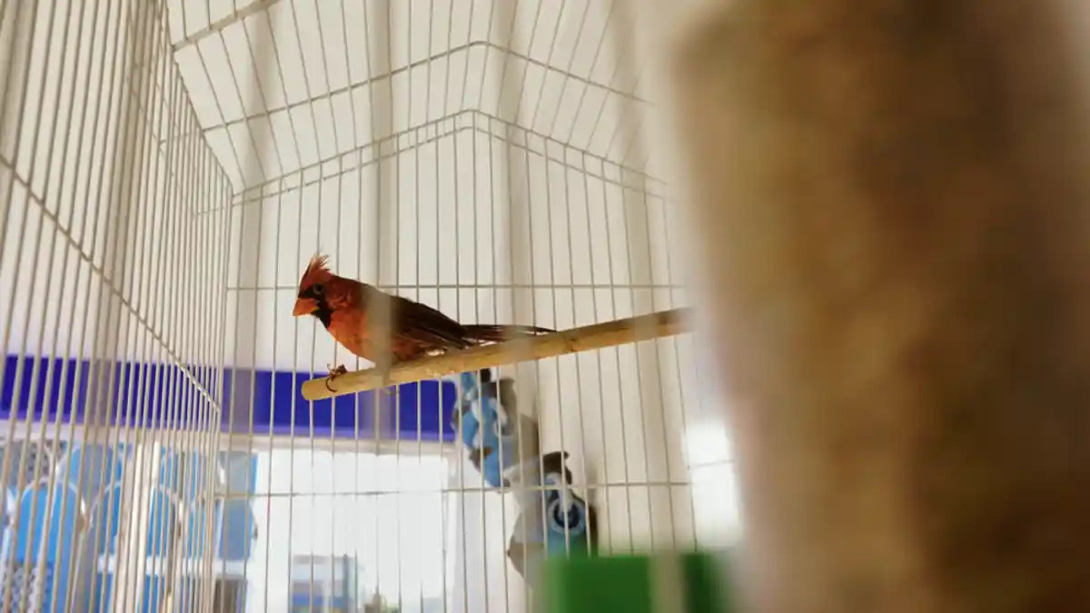 cardinal in a cage