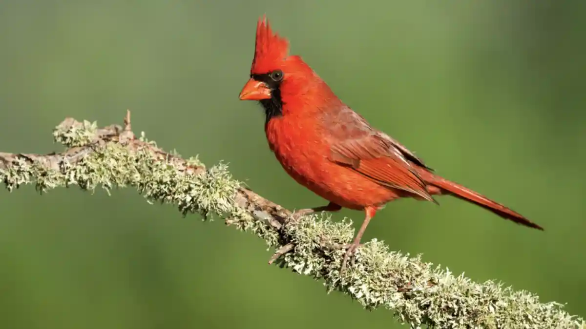 cardinals migrating