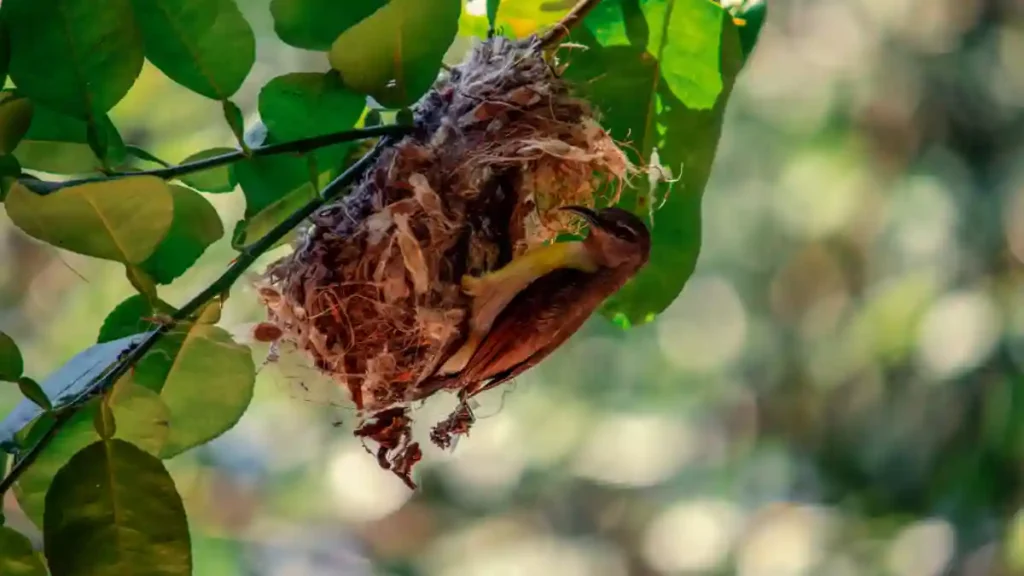 Purple-Rumped Sunbird hanging nest