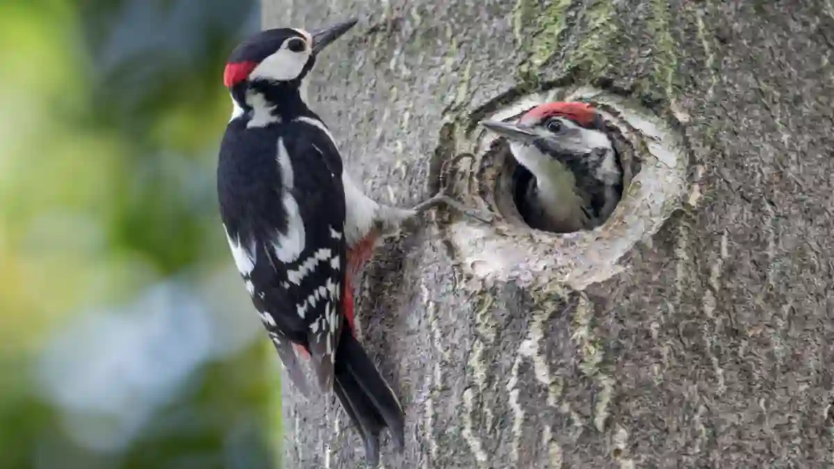 woodpeckers eating habits