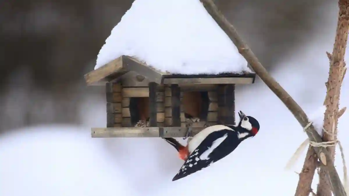 how to attract woodpecker