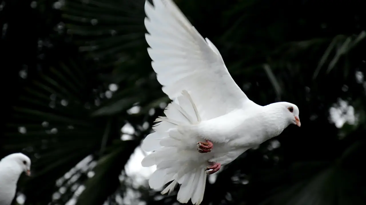 dove symbol of purity