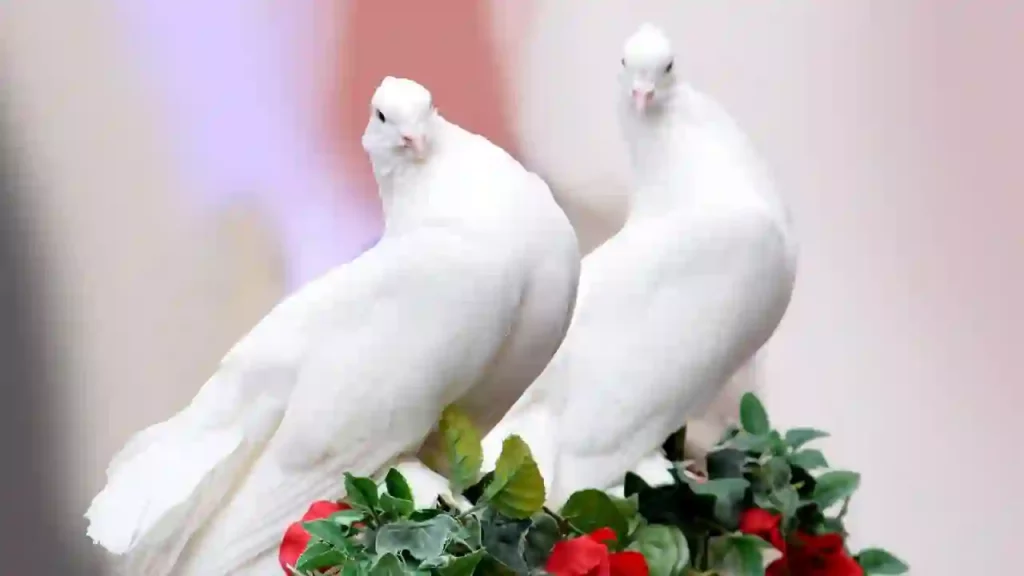 pair of white doves