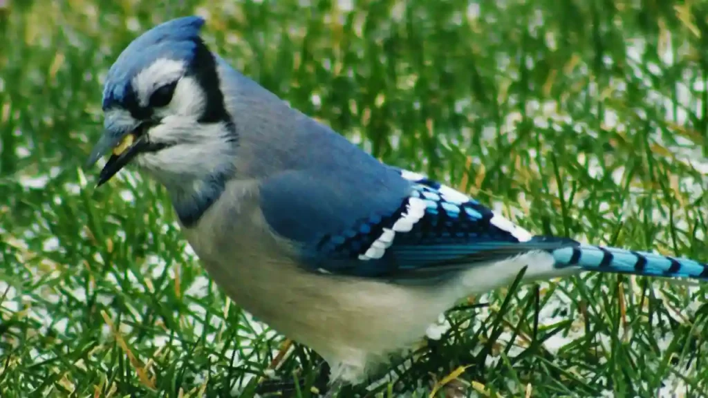 cultural significance blue jay