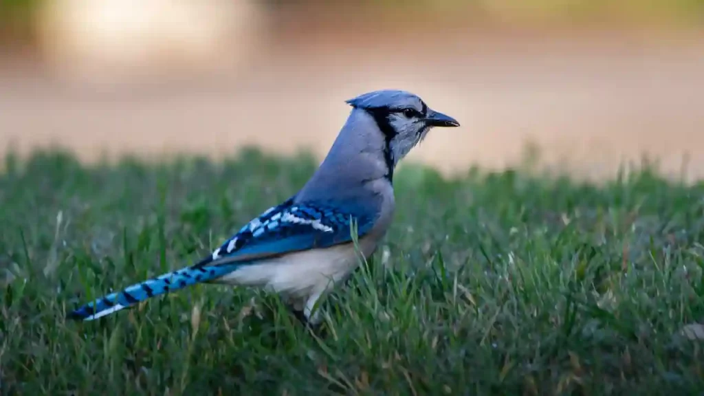 spiritual meaning of blue jay