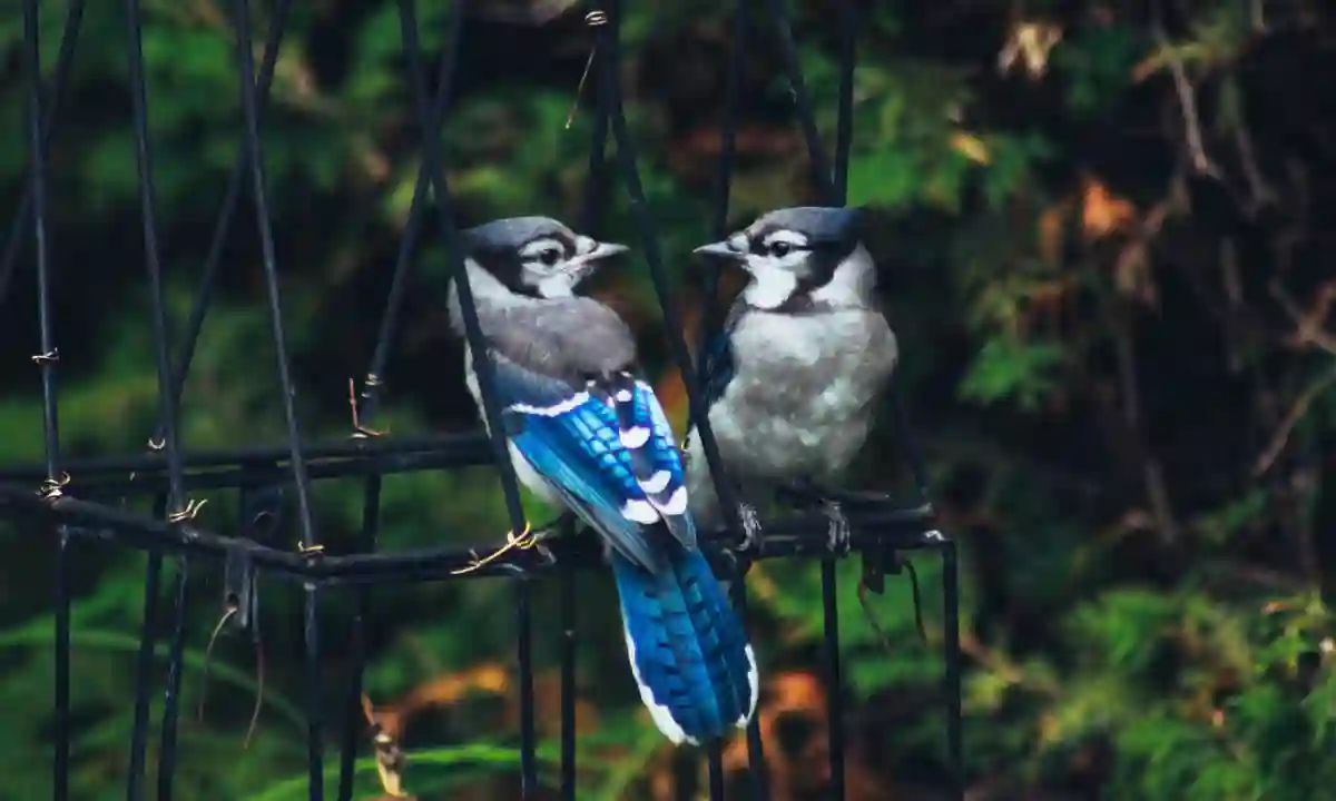male and female blue jays